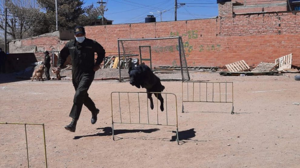 Perros de seguridad ciudadana en el Centro de Adiestramiento de Canes