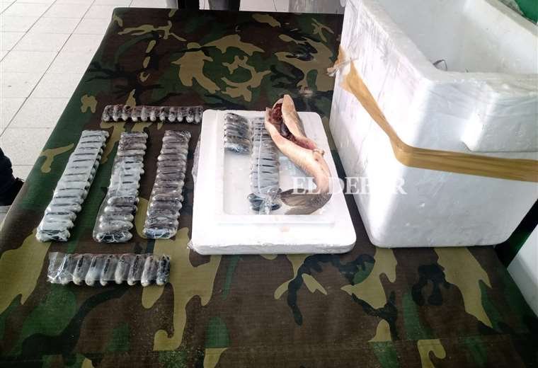 Cocaína escondida en pescados encontrada por la Felcn