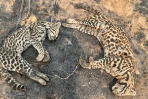 Gatos monteses muertos en los incendios forestales de Ñembi Guasu