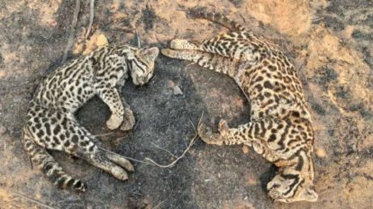 Gatos monteses muertos en los incendios forestales de Ñembi Guasu