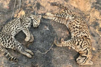 Gatos monteses muertos en los incendios forestales de Ñembi Guasu