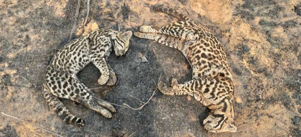 Gatos monteses muertos en los incendios forestales de Ñembi Guasu