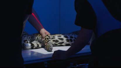 Este traslado fue posible gracias a un operativo coordinado entre la Gobernación de La Paz, veterinarios y el refugio Senda Verde.