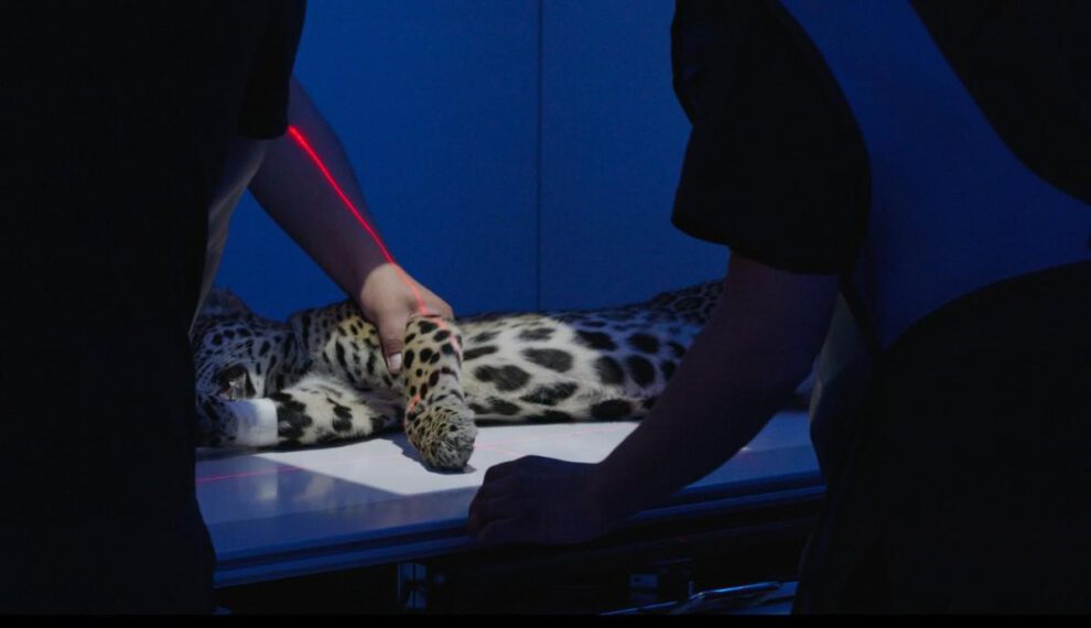 Este traslado fue posible gracias a un operativo coordinado entre la Gobernación de La Paz, veterinarios y el refugio Senda Verde.