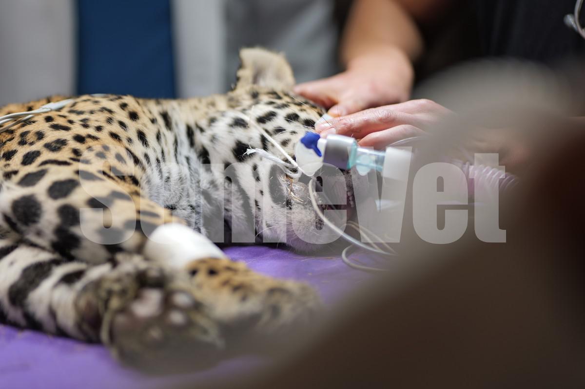 La cachorra será sometida a diversos estudios médicos como tomografías y radiografías