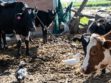 Vacas