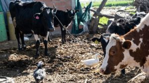 Vacas