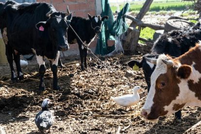 Vacas