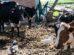 Vacas