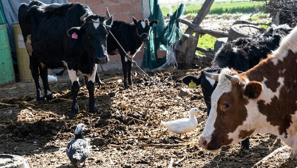 Vacas