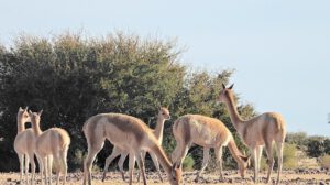 vicuñas