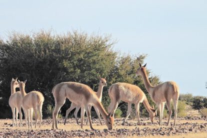 vicuñas
