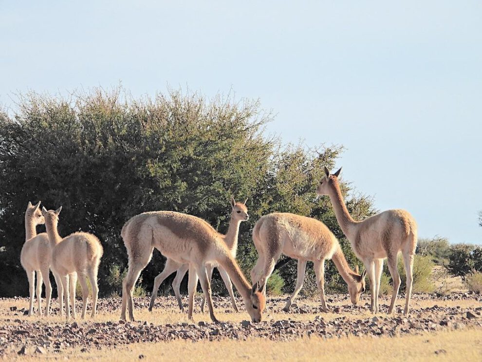 vicuñas