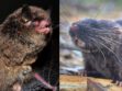 Myotis guarani: una especie de murciélago descrita científicamente en 2025. Daptomys sp. nov.: un pequeño roedor cuya descripción formal aún está pendiente.