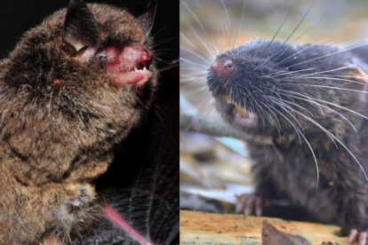 Myotis guarani: una especie de murciélago descrita científicamente en 2025. Daptomys sp. nov.: un pequeño roedor cuya descripción formal aún está pendiente.