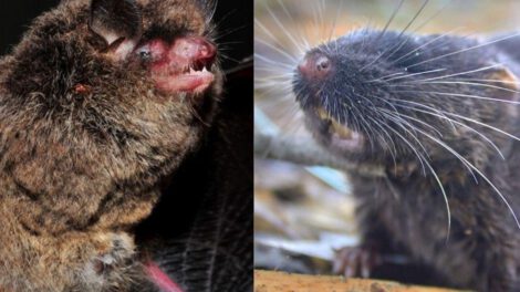 Myotis guarani: una especie de murciélago descrita científicamente en 2025. Daptomys sp. nov.: un pequeño roedor cuya descripción formal aún está pendiente.