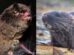Myotis guarani: una especie de murciélago descrita científicamente en 2025. Daptomys sp. nov.: un pequeño roedor cuya descripción formal aún está pendiente.