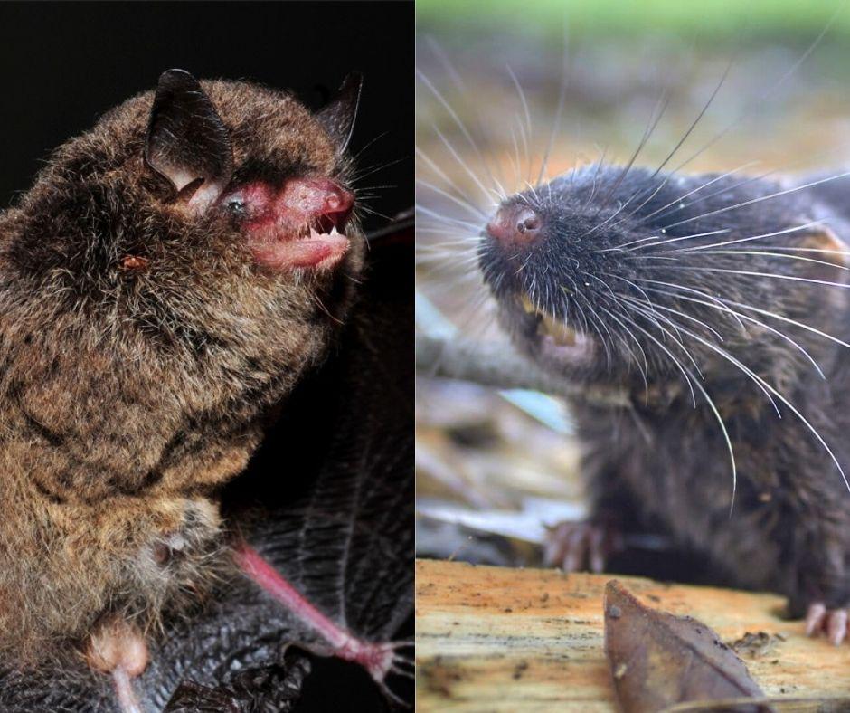 Myotis guarani: una especie de murciélago descrita científicamente en 2025. Daptomys sp. nov.: un pequeño roedor cuya descripción formal aún está pendiente.