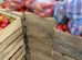 Santa Cruz enfrenta una sobreoferta de tomate, lo que ha generado una marcada caída en los precios de mercado