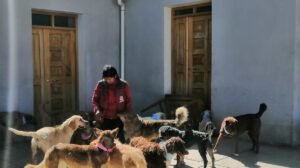 Albergue de mascotas