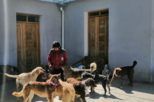 Albergue de mascotas