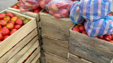 Existe una amplia oferta de tomate en el mercado de Santa Cruz