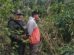 agresor