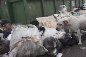 basura