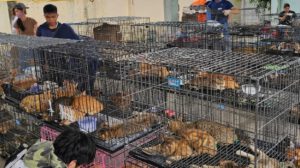 Gatos rescatados