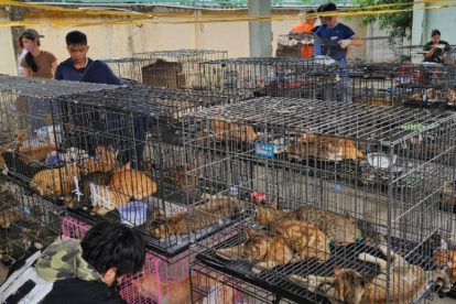Gatos rescatados