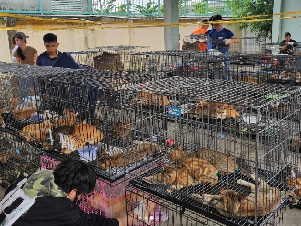 Gatos rescatados