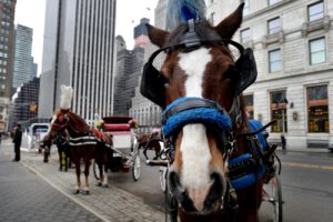 Grupo de carruajes tirados por caballos