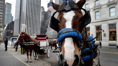 Grupo de carruajes tirados por caballos