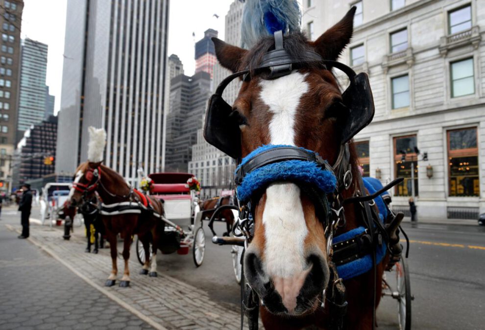 Grupo de carruajes tirados por caballos