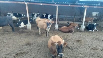 animales