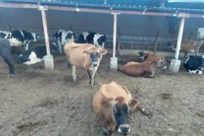 animales