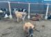 animales