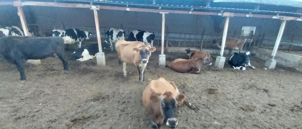 animales