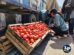 venta de tomates