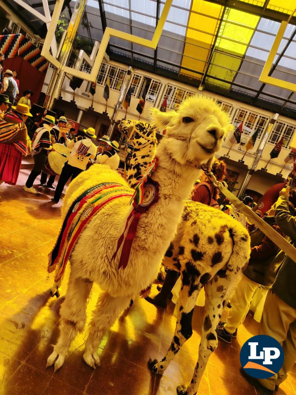llama