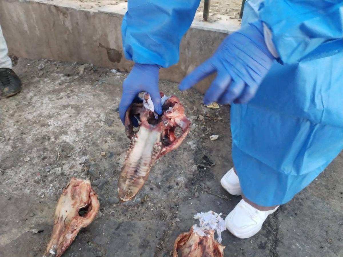 CARNE PERRO