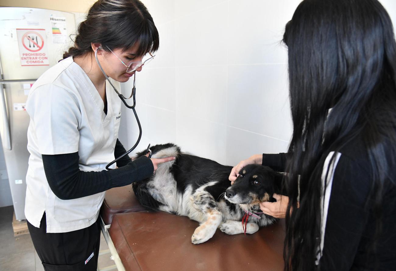 Una médico veterinaria revisa a un perro