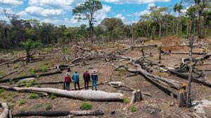 Deforestación
