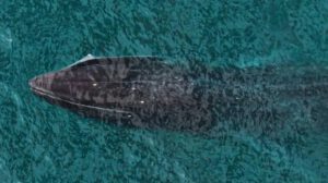 La ballena fin pertenece a la segunda especie más grande del mundo