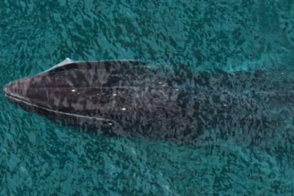 La ballena fin pertenece a la segunda especie más grande del mundo