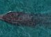 La ballena fin pertenece a la segunda especie más grande del mundo