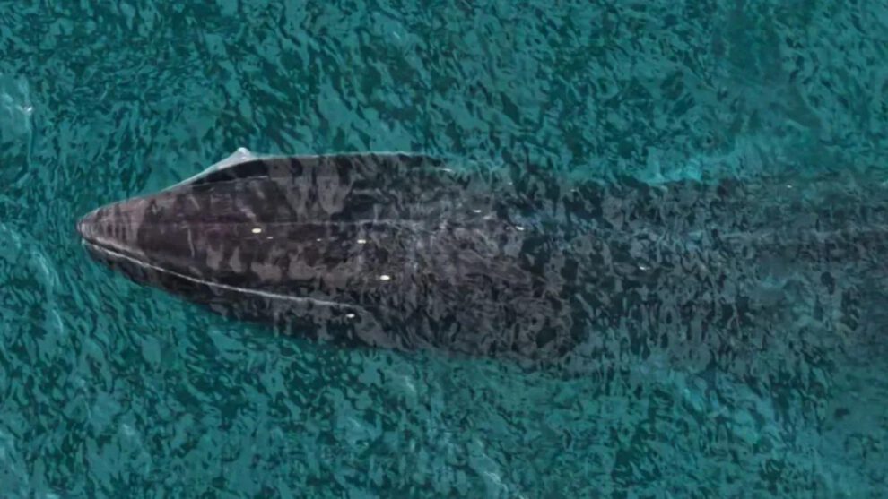La ballena fin pertenece a la segunda especie más grande del mundo