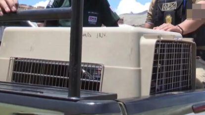 Se procedió al traslado del animal a las instalaciones de Zoonosis