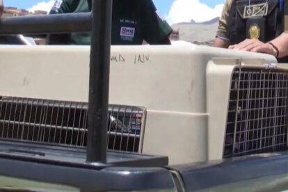 Se procedió al traslado del animal a las instalaciones de Zoonosis
