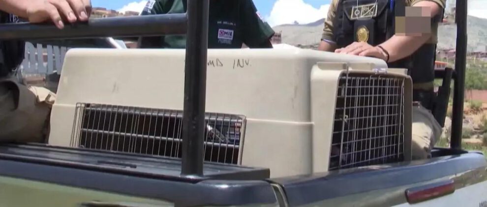 Se procedió al traslado del animal a las instalaciones de Zoonosis